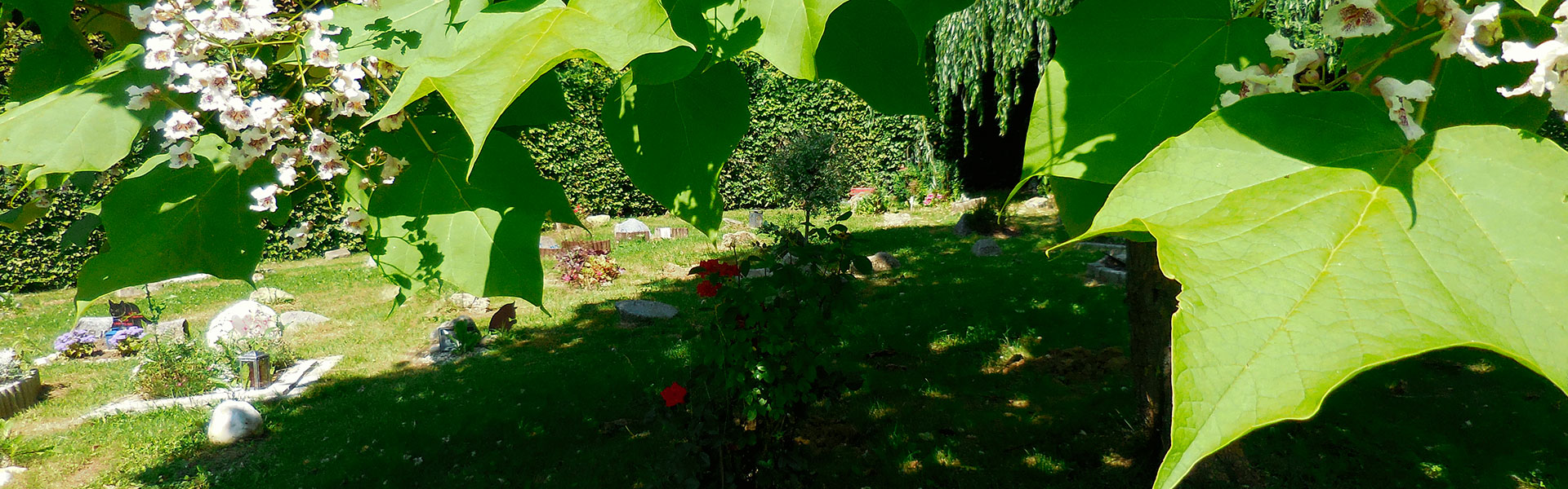 Bestattung für Tiere am ruhigen Waldfriedhof